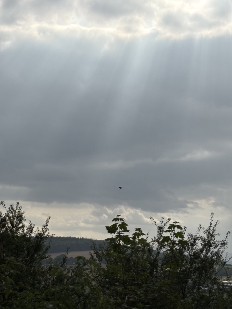 Hovering predator with clouds